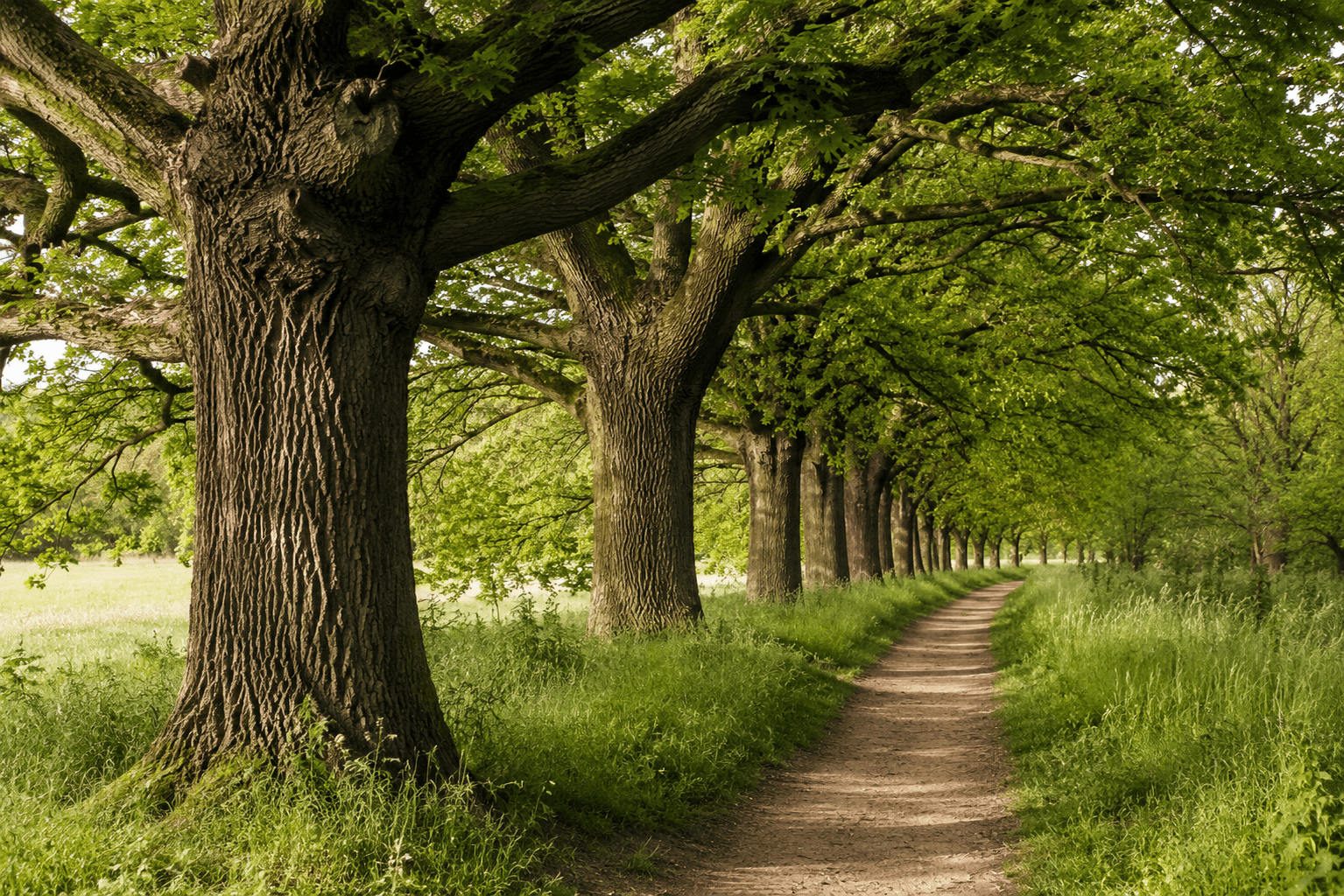 Rij met eikenbomen